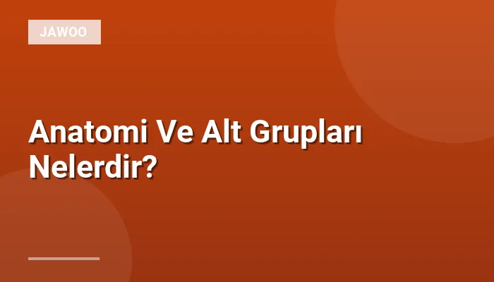 Anatomi Ve Alt Grupları Nelerdir?