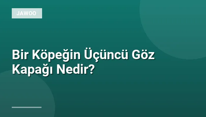 Bir Köpeğin Üçüncü Göz Kapağı Nedir?