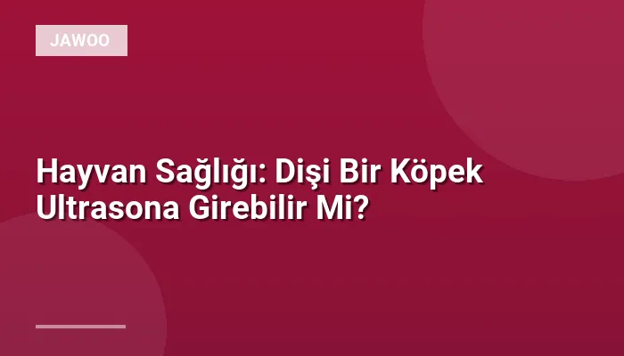 Hayvan Sağlığı: Dişi Bir Köpek Ultrasona Girebilir Mi?