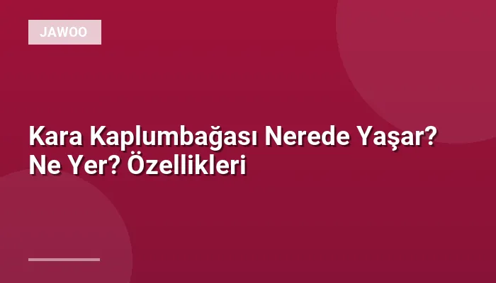 Kara Kaplumbağası Nerede Yaşar? Ne Yer? Özellikleri