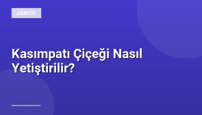Kasımpatı Çiçeği Nasıl Yetiştirilir?