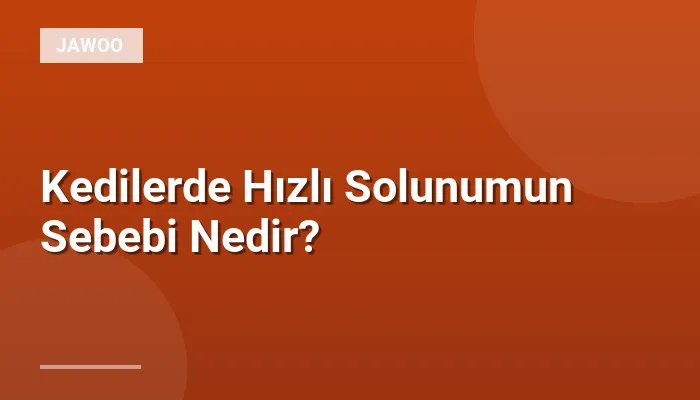 Kedilerde Hızlı Solunumun Sebebi Nedir?
