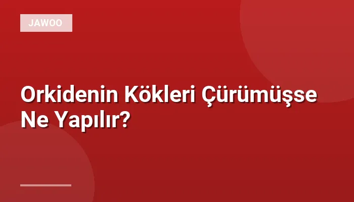 Orkidenin Kökleri Çürümüşse Ne Yapılır?